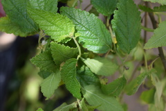 Varronia bullata