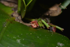 Garcinia amplexicaulis