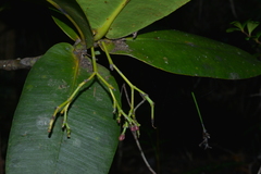 Garcinia amplexicaulis
