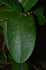 Garcinia amplexicaulis