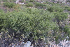 Aspalathus hirta hirta