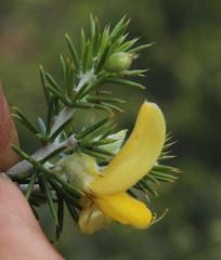 Aspalathus hirta hirta