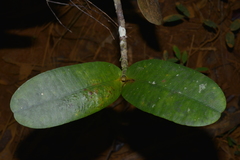 Garcinia amplexicaulis
