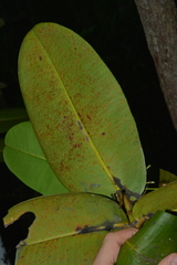 Garcinia amplexicaulis