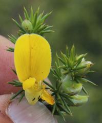 Aspalathus hirta hirta