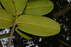 Garcinia amplexicaulis