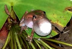 Hyperolius marmoratus marmoratus