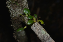 Bulbophyllum ngoyense