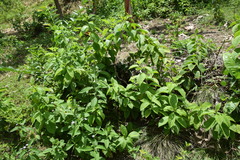 Varronia bullata