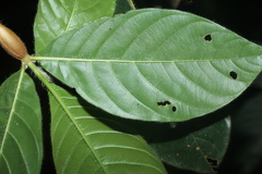 Duroia hirsuta