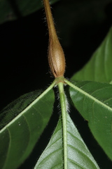Duroia hirsuta