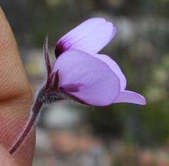 Pelargonium tricolor