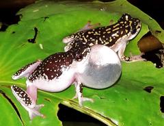 Hyperolius marmoratus marmoratus