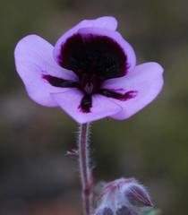 Pelargonium tricolor
