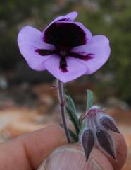 Pelargonium tricolor