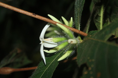 Duroia hirsuta