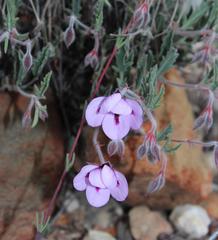 Pelargonium tricolor