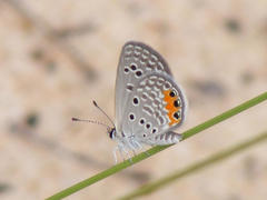 Freyeria trochylus