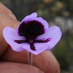 Pelargonium tricolor