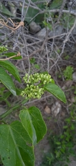Cissus tiliacea