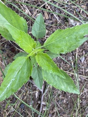 Salvia farinacea