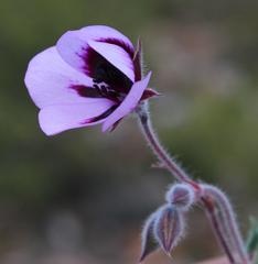Pelargonium tricolor