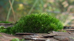 Campylopus flexuosus