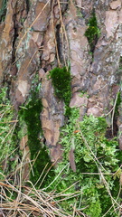 Campylopus flexuosus