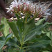 Craspidospermum verticillatum - Photo (c) Guy Eric Onjalalaina, algunos derechos reservados (CC BY-NC), uploaded by Guy Eric Onjalalaina
