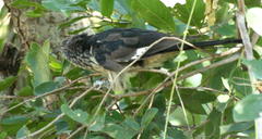 Clamator levaillantii