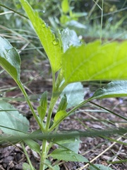 Salvia farinacea