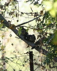 Clamator levaillantii