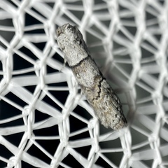 Calathusa hypotherma
