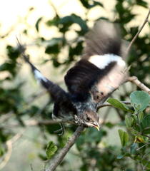 Clamator levaillantii