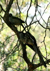 Clamator levaillantii