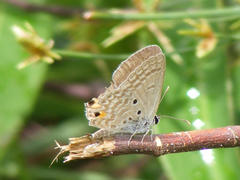 Euchrysops malathana