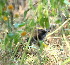 Clamator levaillantii