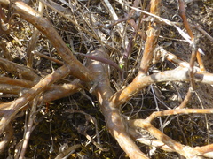 Lampranthus spiniformis