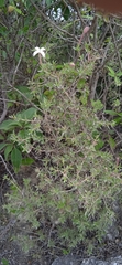 Bouvardia erecta