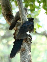 Clamator levaillantii