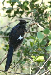 Clamator levaillantii