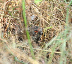 Clamator levaillantii