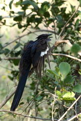 Clamator levaillantii