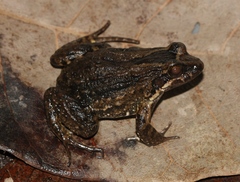 Leptodactylus intermedius
