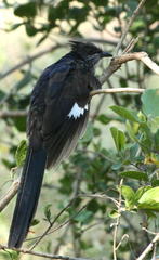 Clamator levaillantii