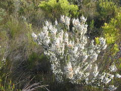 Erica glomiflora glomiflora