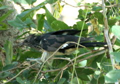 Clamator levaillantii