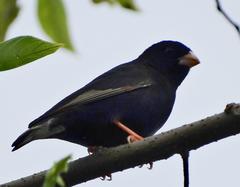 Vidua funerea funerea