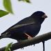 Dusky Indigobird - Photo (c) Peter Vos, some rights reserved (CC BY-NC), uploaded by Peter Vos