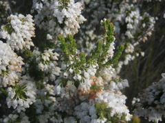 Erica glomiflora glomiflora
